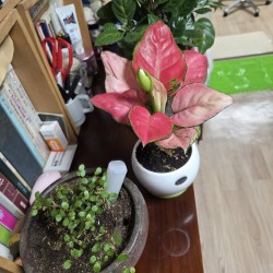 반려 식물 (재물/운)